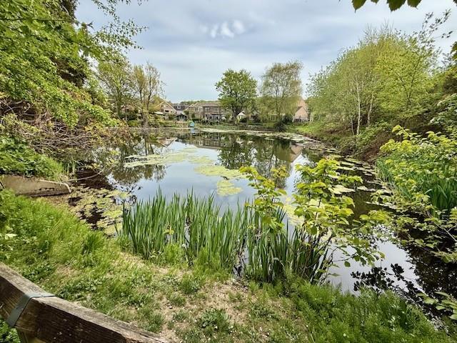 duckpond