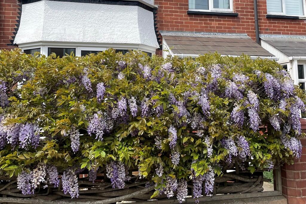Wisteria