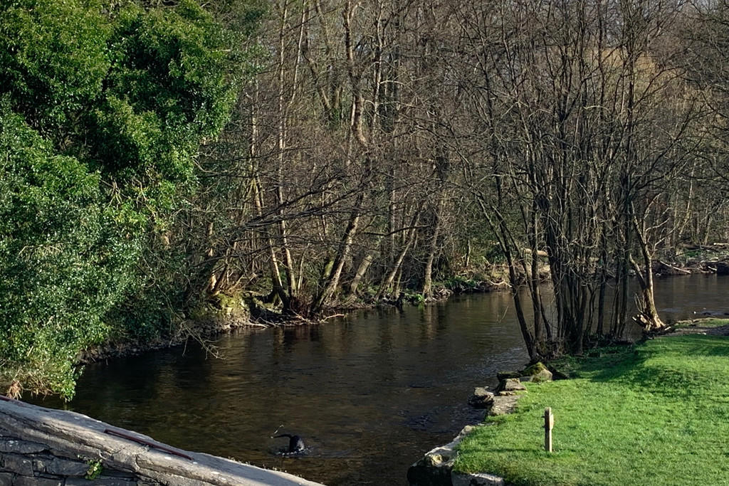 River Crake