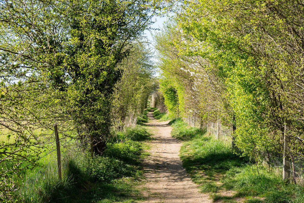 Surrounding Woodlands