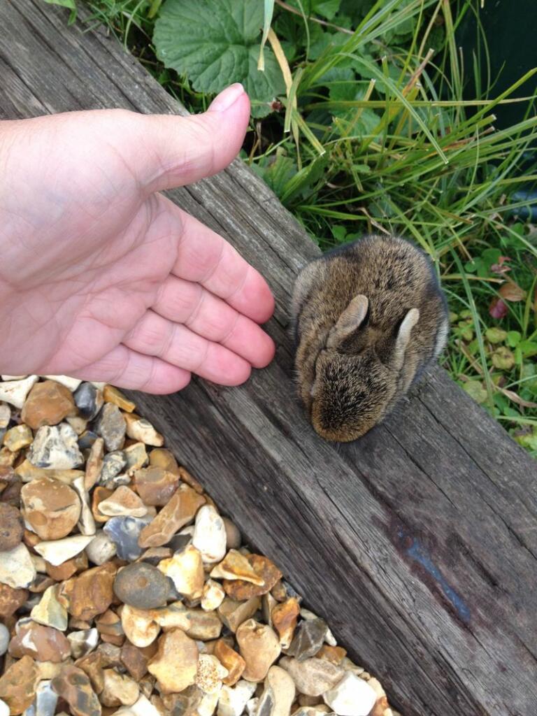 Rabbit in the garden