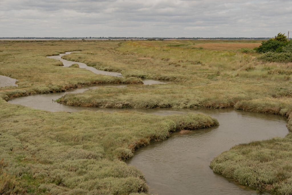 295235 - Redshanks, Lea on Sands-24.jpg