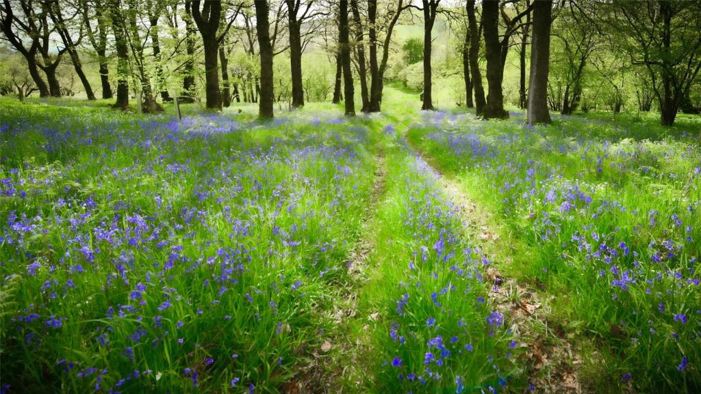 Woodland