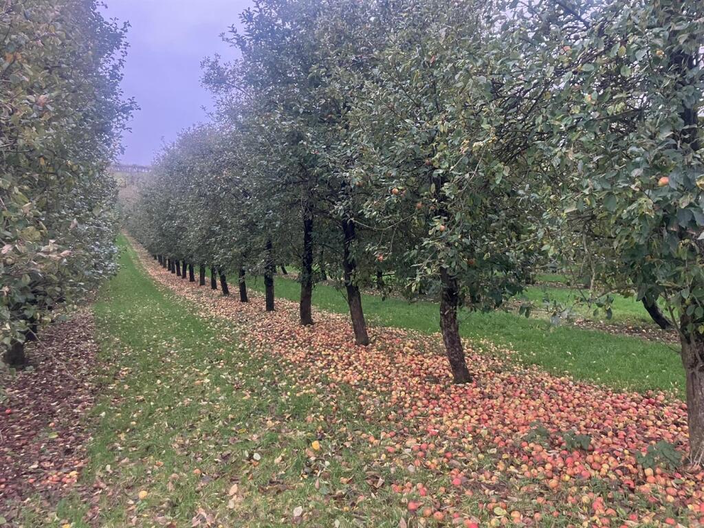 Apples.JPEG
