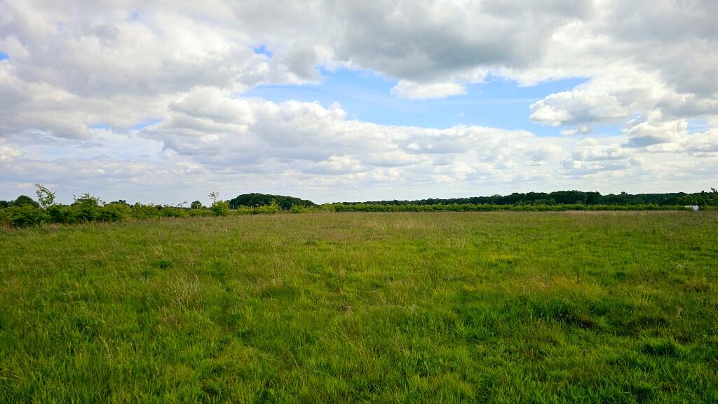 Flat pasture land.
