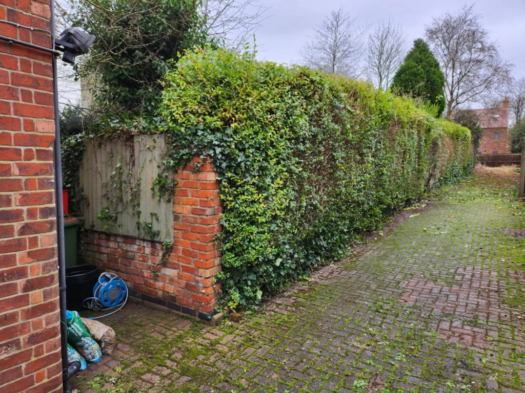 IMAGE 13 