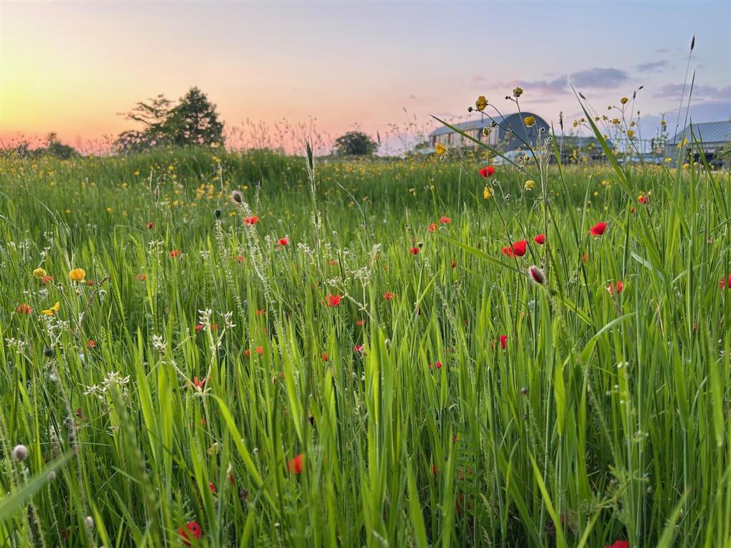 Meadow