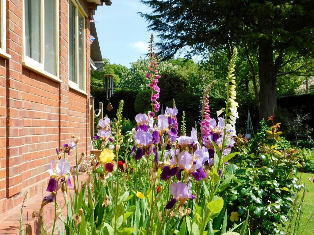 Colourful garden of flowers