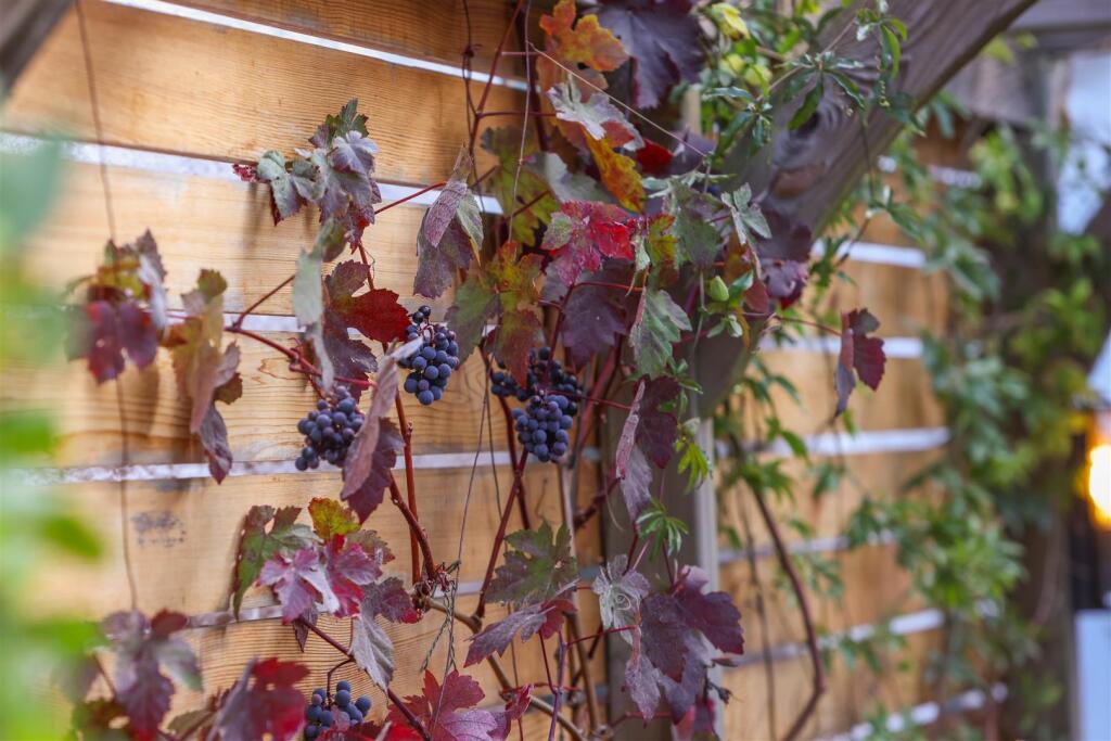 63 Whiting Street [Courtyard Garden] 04.jpg