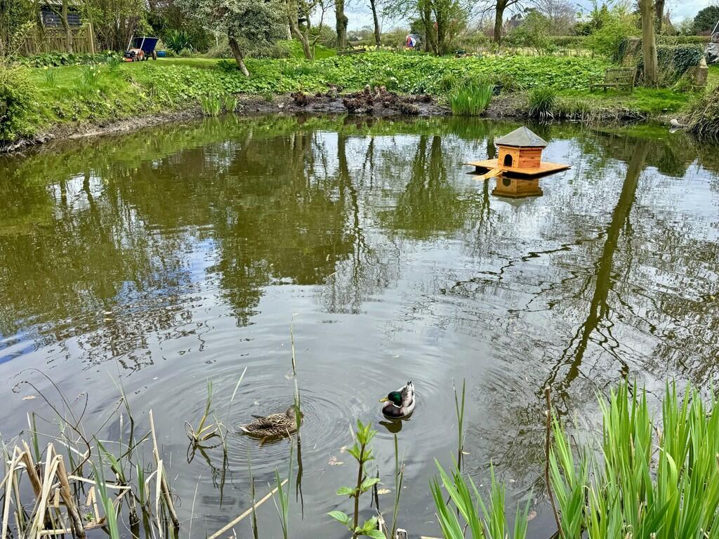 thumbnail_DUCK PO...