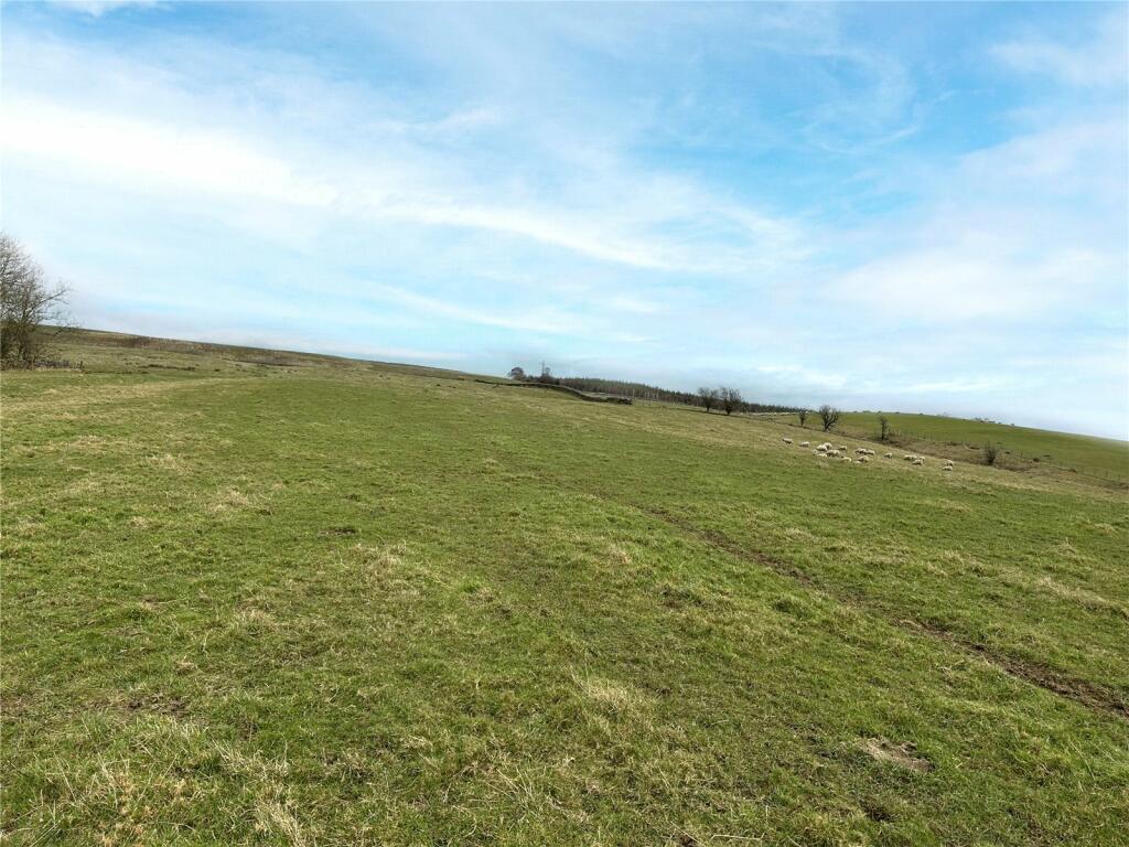 Grazing Field